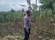 Polri Dukung Astacita, Polsek jenu Polres Tuban Turun Cek Tanaman Jagung Warga di Desa Beji