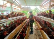 Babinsa Peteluan Indah Dorong UMKM Peternakan Ayam Petelur