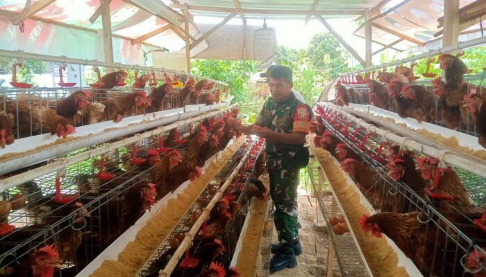 Babinsa Peteluan Indah Dorong UMKM Peternakan Ayam Petelur