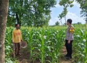 Dukung Program Ketahanan Pangan, Bhabinkamtibmas Polsek Tambakboyo Monitoring Lahan Jagung Warga