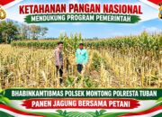 Mendukung Asta Cita Presiden bhabinkamtibmas Polsek Montong Polresta Tuban Pantau Kodisi Tanaman Jagung Milik Warga Desa pakel
