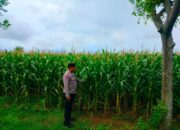 Dukung Astacita Presiden RI, Polmas Polsek Jenu Polresta Tuban Cek Perkembangan Tanaman Jagung Milik Petani