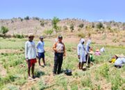 Melalui Program Sambang Kamtibmas Humanis, Bhabinkamtibmas Polsek Woha Bantu Panen Bawang Warga Binaan