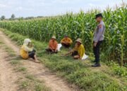 Dukung Ketahanan Pangan Nasional, Bhabinkamtibmas Polsek Tambakboyo Monitoring dan Dialogis Dengan Petani Jagung