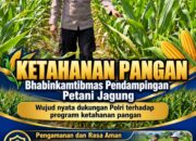 Mendukung Program Ketahanan Pangan, Bhabinkamtibmas Monitoring Pertumbuhan Jagung