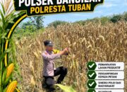 Polsek Bangilan Laksanakan Monitoring Ketahanan pangan Tanaman Jagung Diwilayah Bangilan