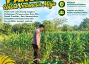 Polri Dukung Astacita, Polsek Merakurak Polresta Tuban Turun Cek Tanaman Jagung Warga di Desa Tuwiri Wetan