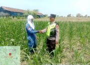Polri Dukung Astacita, Polsek jenu Polres Tuban Turun Cek Tanaman Jagung Warga di Desa Socorejo
