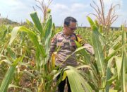Dukung astacita Presiden RI, Polmas Polsek Kenduruan cek perkembangan tanaman jagung milik petani