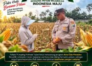 Polsek Plumpang Polresta Tuban Turun Langsung Cek Tanaman Jagung Warga