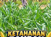 Mendukung Program Ketahanan Pangan, Bhabinkamtibmas Monitoring Pertumbuhan Jagung