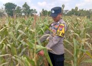 Dukung Astacita Presiden Ri, Kanit Binmas Polsek Kenduruan Polresta Tuban Cek Perkembangan Tanaman Jagung Milik Petani .
