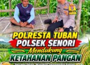 Bhabinkamtibmas Polsek Senori Polresta Tuban Lakukan Pemantauan Tanaman Jagung Warga Desa Wanglukulon Program Ketahanan Pangan