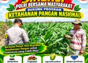 Polri dukung progam Astacita, Polsek Jatirogo Polresta Tuban Turun Cek Tanaman jagung Warga di Desa Dingil