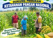 Polsek Jatirogo Polresta Tuban Turun ke Ladang, Kawal Langsung Jagung Warga Desa Bader