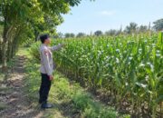 Dukung Ketahanan Pangan Nasional, Bhabinkamtibmas Polsek Tambakboyo Monitoring Pertumbuhan Lahan Jagung Binaan