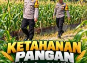 Mendukung Program Ketahanan Pangan, Bhabinkamtibmas Monitoring Pertumbuhan Jagung