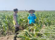 Polisi Polsek jenu Polres Tuban Turun ke Ladang, Dampingi Petani Jagung Dukung Ketahanan Pangan