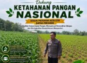 Polri Dukung Astacita, Polsek Merakurak Polresta Tuban Turun Cek Tanaman Jagung Warga di Desa Tuwiri Wetan