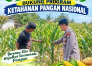 Polsek Palang Dukung Ketahanan Pangan Nasional Melalui Pemantauan Lahan Jagung