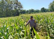 DUKUNG KETAHANAN PANGAN! Polsek Jatirogo Cek Lahan Jagung Warga Desa Demit