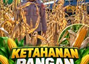 Mendukung Program Ketahanan Pangan, Bhabinkamtibmas Monitoring Pertumbuhan Jagung