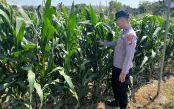 POLSEK BANGILAN DUKUNG KETAHANAN PANGAN NASIONAL