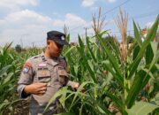 Dukung Astacita Presiden RI, Bhabinkamtibmas Polsek Kenduruan Polresta Tuban Cek Perkembangan Tanaman Jagung Petani