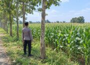 Dukung Asta Cita Presiden, Polsek Tambakboyo Monitoring Lahan Jagung Binaan Yang Tumbuh Subur