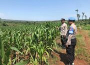 DUKUNG KETAHANAN PANGAN! Polsek Jatirogo Cek Lahan Jagung Warga Desa Demit
