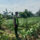 Anggota Polsek Singgahan Polresta Tuban Turun Cek Tanaman jagung Warga di Desa Mulyorejo