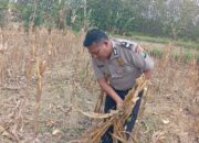Dukung Ketahanan Pangan Nasional, Bripda Shandy Polsek Bancar Monitoring Panen Jagung di Latsari