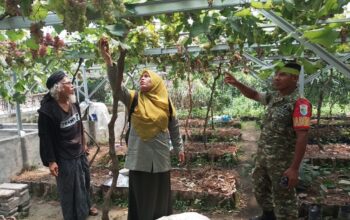Jelang Panen Anggur, Babinsa dan PPL Peteluan Indah Dampingi Petani Tingkatkan Produktivitas