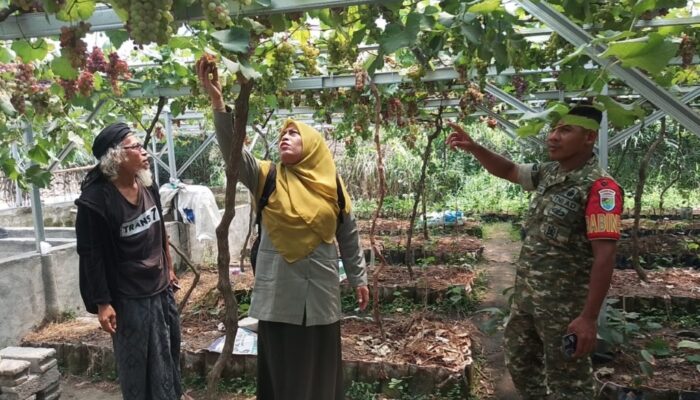 Jelang Panen Anggur, Babinsa dan PPL Peteluan Indah Dampingi Petani Tingkatkan Produktivitas