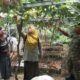 Jelang Panen Anggur, Babinsa dan PPL Peteluan Indah Dampingi Petani Tingkatkan Produktivitas
