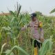 Dukung Astacita Presiden, Polsek Kenduruan Polresta Tuban Pantau Perkembangan Tanaman Jagung Petani