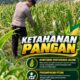 Mendukung Program Ketahanan Pangan, Bhabinkamtibmas Monitoring Pertumbuhan Jagung