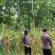 Anggota Polsek Singgahan Polresta Tuban Turun Cek Tanaman jagung Warga di Desa Mulyoagung