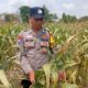 Dukung Astacita Presiden RI, Polsek Kenduruan Polresta Tuban Pantau Perkembangan Tanaman Jagung Petani